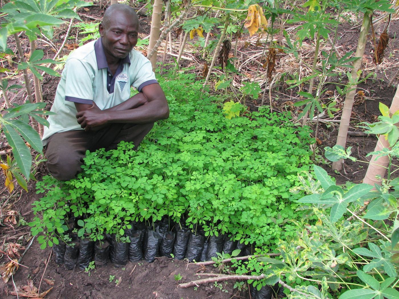 Pépinière de Moringa